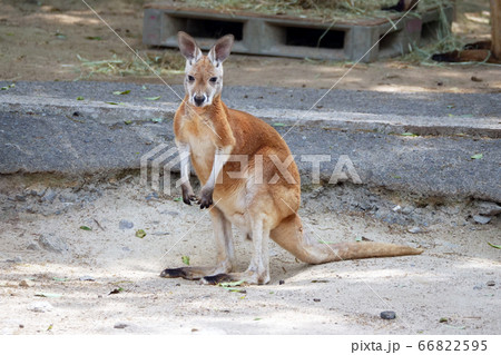 カンガルー 有袋類 カンガルー 有袋類 66822595