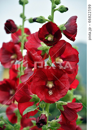 タチアオイ 葵 花 赤 立葵の写真素材 タチアオイ 葵 花 赤 立葵の写真素材