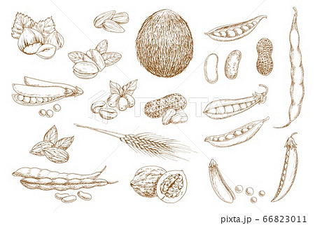 Nuts, beans and legumes hand drawn sketch 66823011