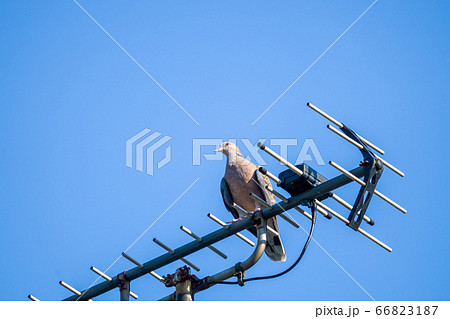 キジバト 66823187