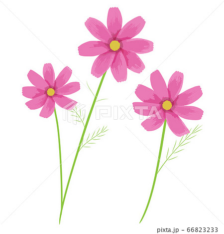 ピンクのコスモスの花のイラストのイラスト素材