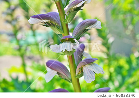 アカンサスの花 アカンサスの花 66823340