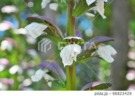 アカンサスの花 アカンサスの花 66823429