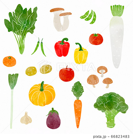 水彩手書きの野菜のイラストのセットのイラスト素材 6634
