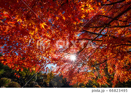 有馬富士公園の紅葉 有馬富士公園の紅葉 66823495