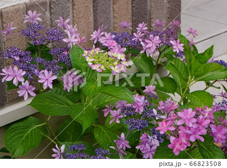 町並み　アジサイの花 66823508