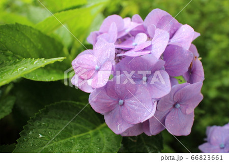 紫紫陽花 紫紫陽花 66823661