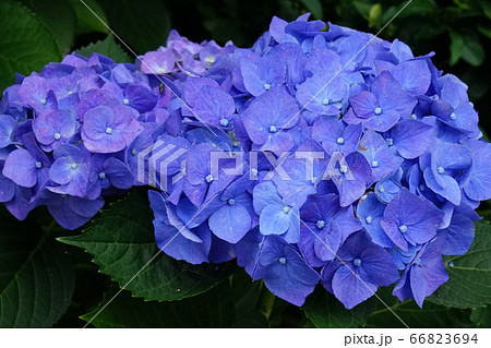紫陽花の仲間 青色の花 紫陽花の仲間 青色の花 66823694