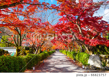 西教寺の紅葉 66823757