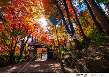 西教寺の紅葉 66823758