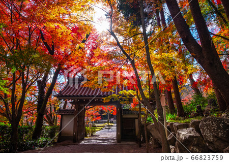 西教寺の紅葉 66823759