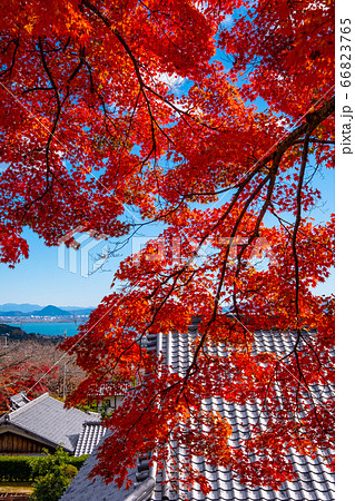 西教寺の紅葉 西教寺の紅葉 66823765