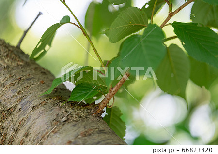 ヤマザクラ 山桜 バラ科サクラ属 木肌 木膚 木のはだ 外皮 樹皮 木目 の写真素材 6630