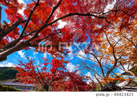 西教寺の紅葉 西教寺の紅葉 66823825
