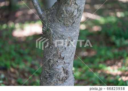 ヤマザクラ 山桜 バラ科サクラ属 木肌 木膚 木のはだ 外皮 樹皮 木目 の写真素材