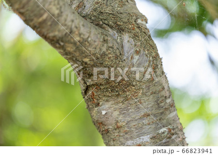 ヤマザクラ 山桜 バラ科サクラ属 木肌 木膚 木のはだ 外皮 樹皮 木目 の写真素材