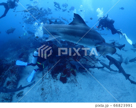 伊戸ダイビング 66823991