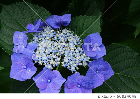 額紫陽花 青色花の写真素材