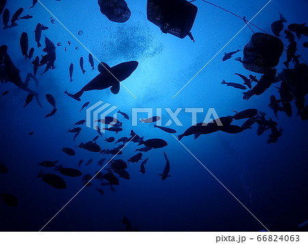 伊戸ダイビング 66824063