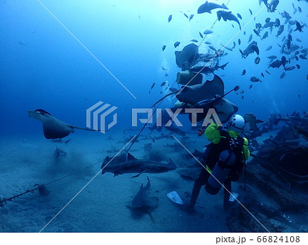 伊戸ダイビング 66824108