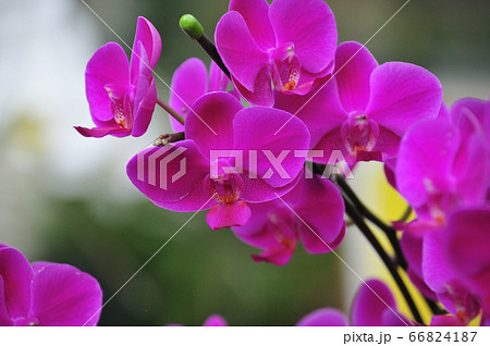 鮮やかな蘭の花 66824187