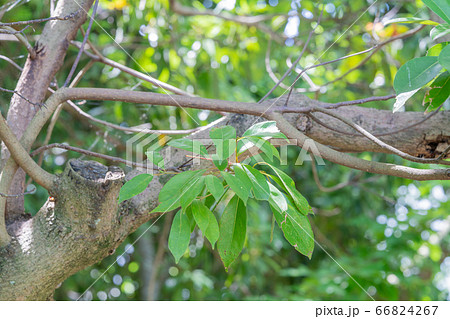 タブノキ：椨（クスノキ科タブノキ属）木肌・木膚・木のはだ・外皮・樹皮・木目  66824267