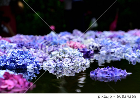 池田市　久安寺　池に浮かぶ紫陽花 66824268