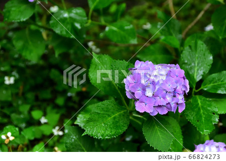 池田市 久安寺 小雨に濡れる紫陽花の写真素材