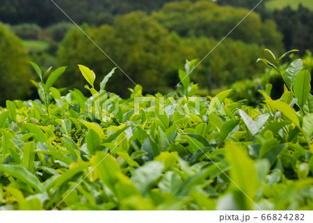 Tea plantations on Azorean island Sao Miguel 66824282