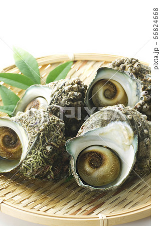 サザエ27 サザエ27 66824668