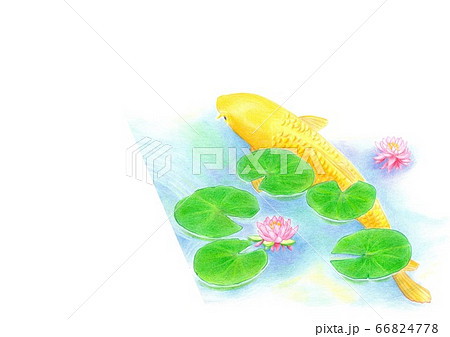 睡蓮の花の咲く池を泳ぐ金色の鯉 66824778