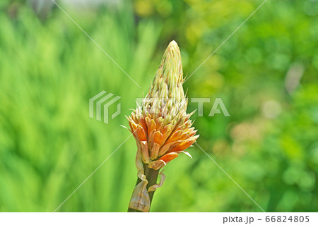 トリトマの花 トリトマの花 66824805