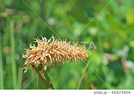 トリトマの花 66824806