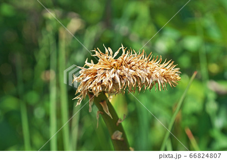 トリトマの花 トリトマの花 66824807