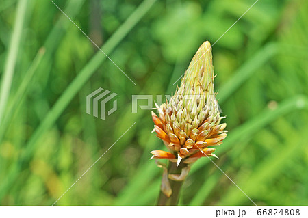 トリトマの花 66824808