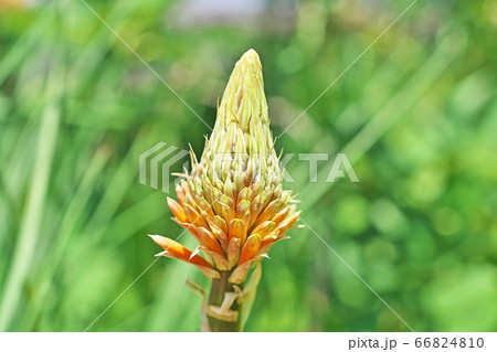 トリトマの花 66824810