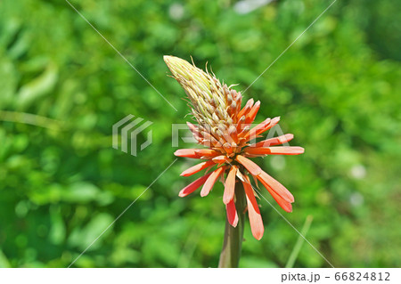 トリトマの花 トリトマの花 66824812