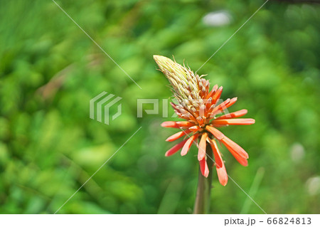 トリトマの花 66824813