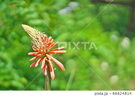 トリトマの花 トリトマの花 66824814