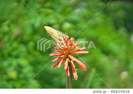 トリトマの花 トリトマの花 66824816