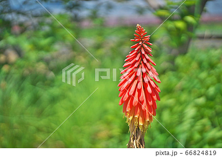 トリトマの花 トリトマの花 66824819