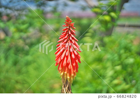 トリトマの花 トリトマの花 66824820