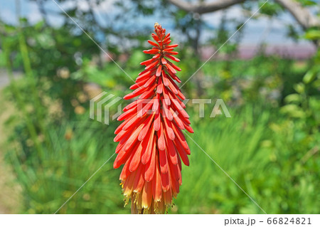 トリトマの花 トリトマの花 66824821