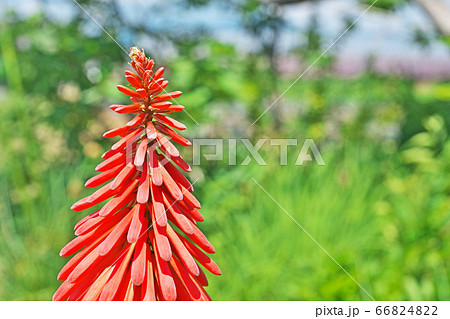 トリトマの花 トリトマの花 66824822