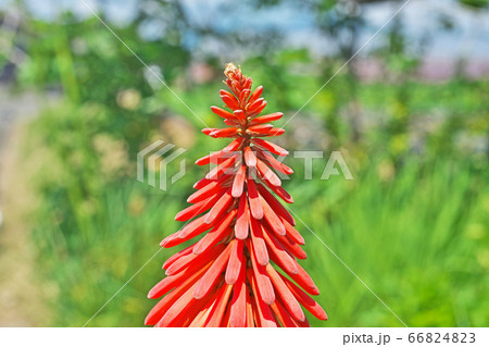 トリトマの花 66824823