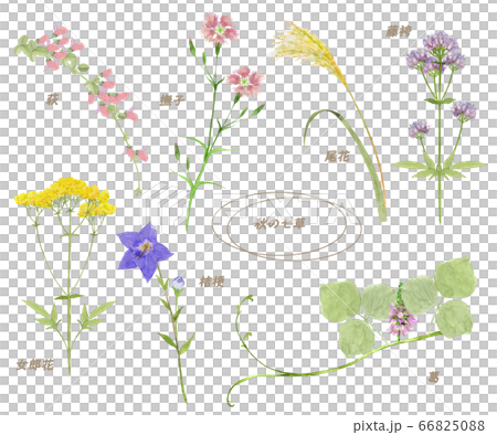 秋の七草水彩画セット 66825088