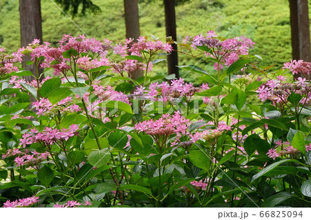 花のある風景　アジサイ 66825094