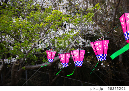 桜とランタン 春のイメージ 桜とランタン 春のイメージ 66825291