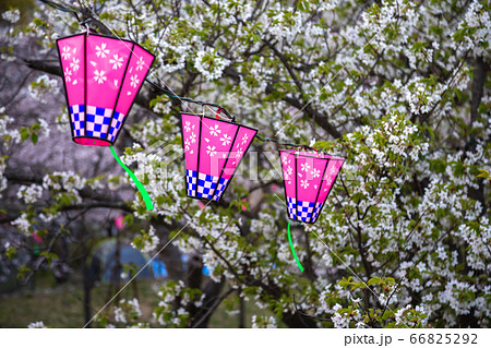 桜とランタン　春のイメージ 66825292