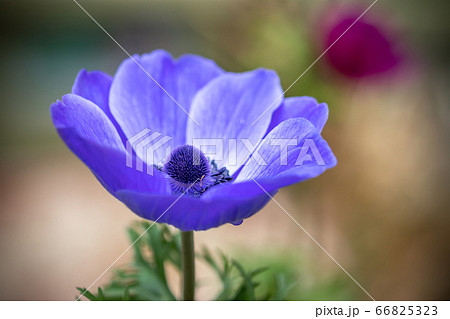 アネモネの花　春イメージ 66825323